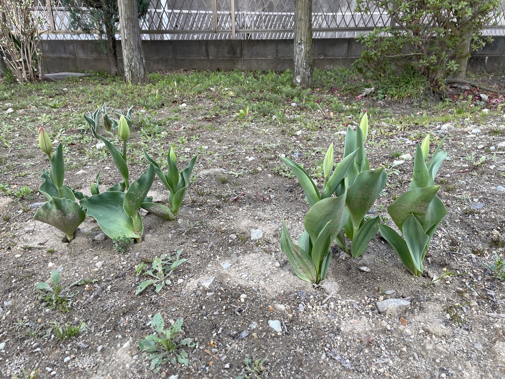 4月8日（水）晴れ　風あり